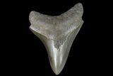 Serrated Fossil Megalodon Tooth #129989-1